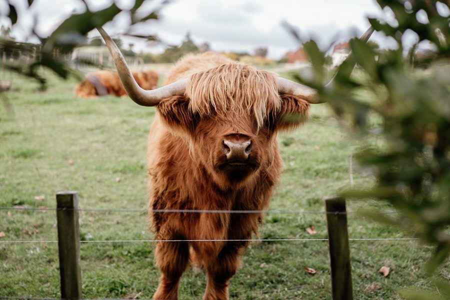 Country wedding with highland cattle