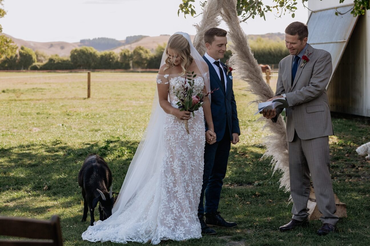 Goat eating wedding dress