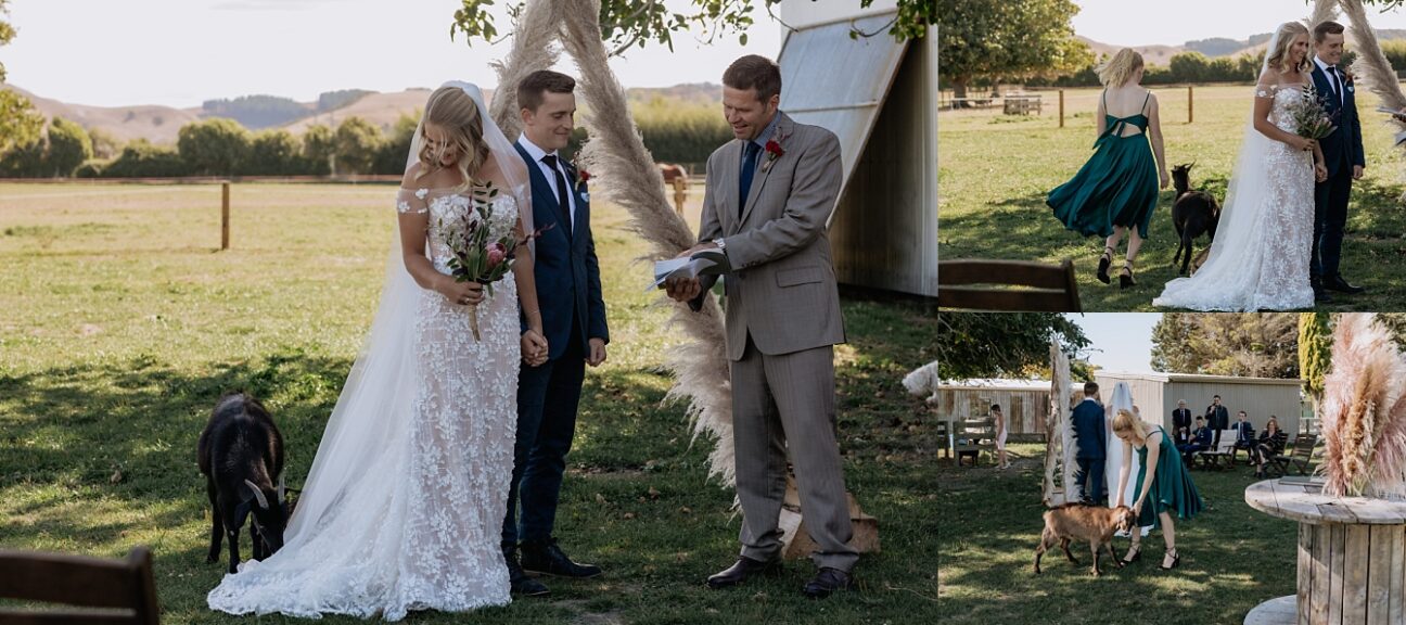 Bride laughing at goat eating her dress