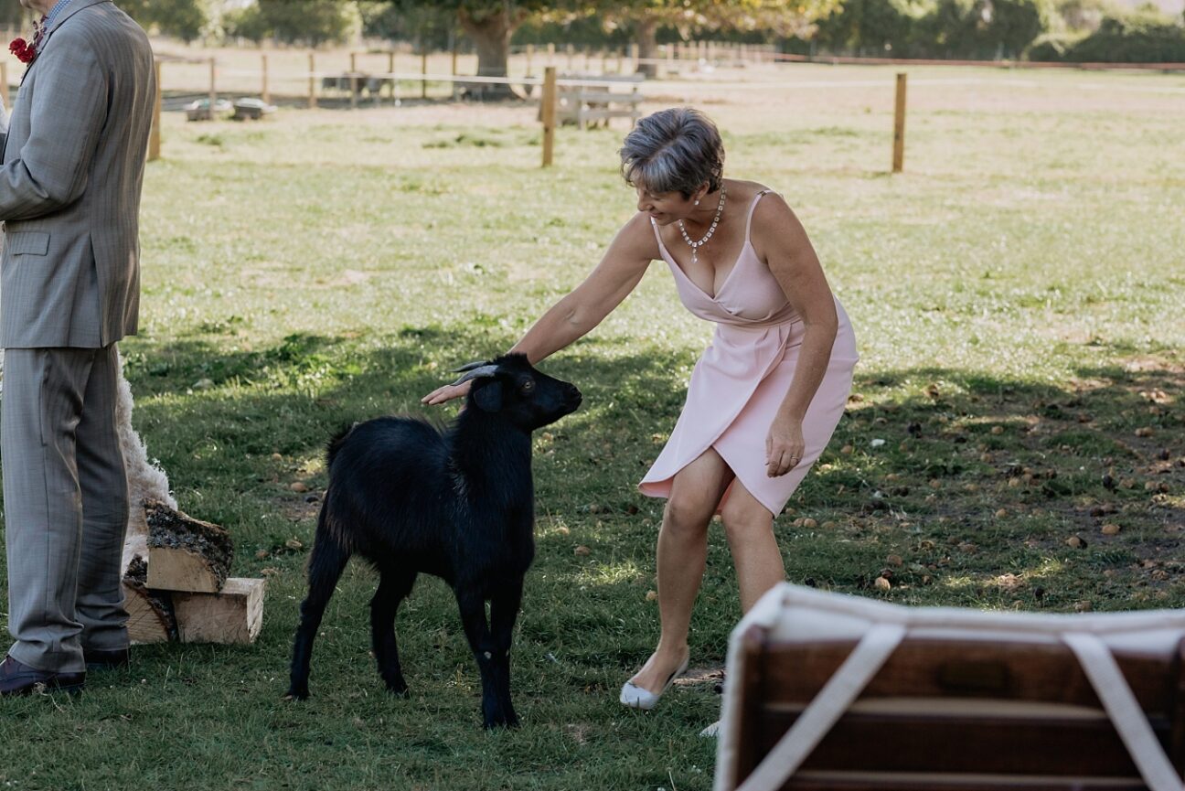 Mother of bride wrangles goat