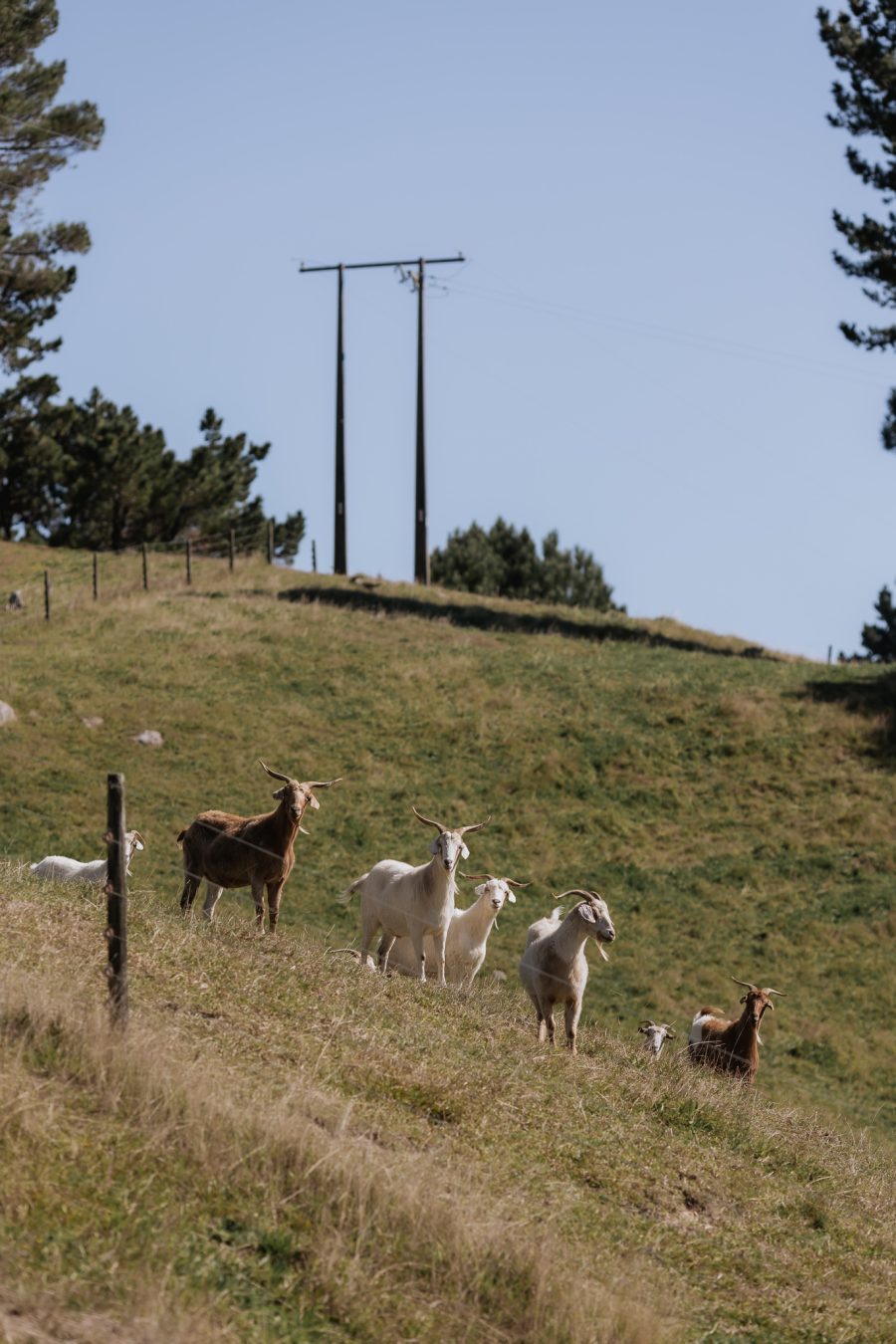 goats at Orua Beach house farm