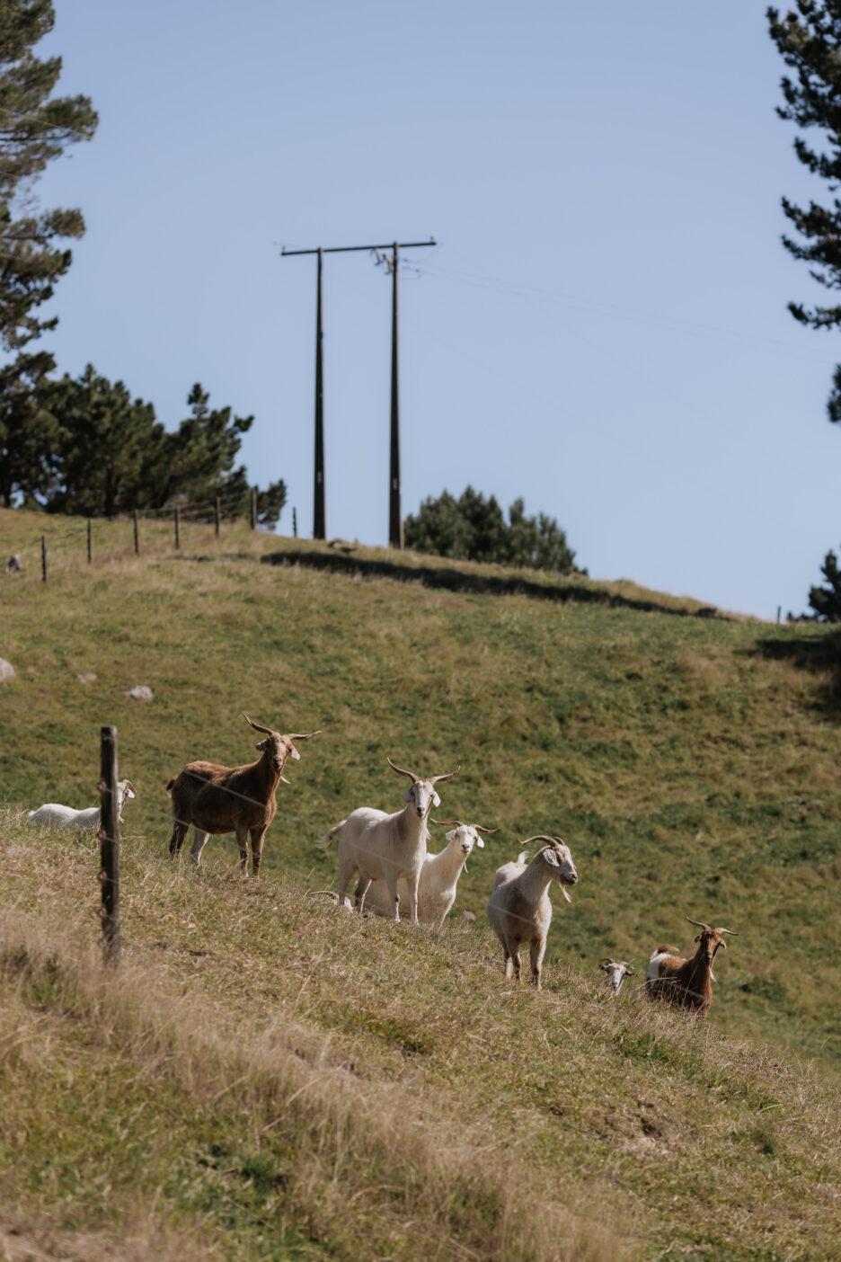goats at Orua Beach house farm