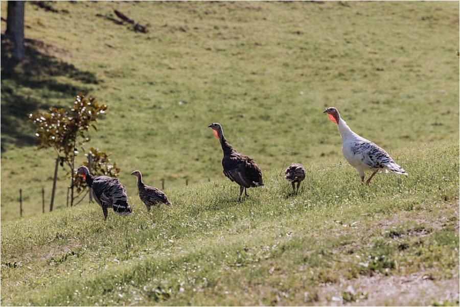 Farm Turkeys at Orua Beach house