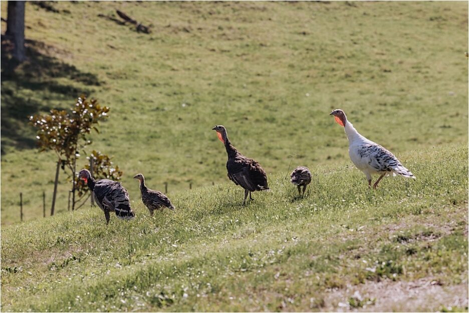 Farm Turkeys at Orua Beach house