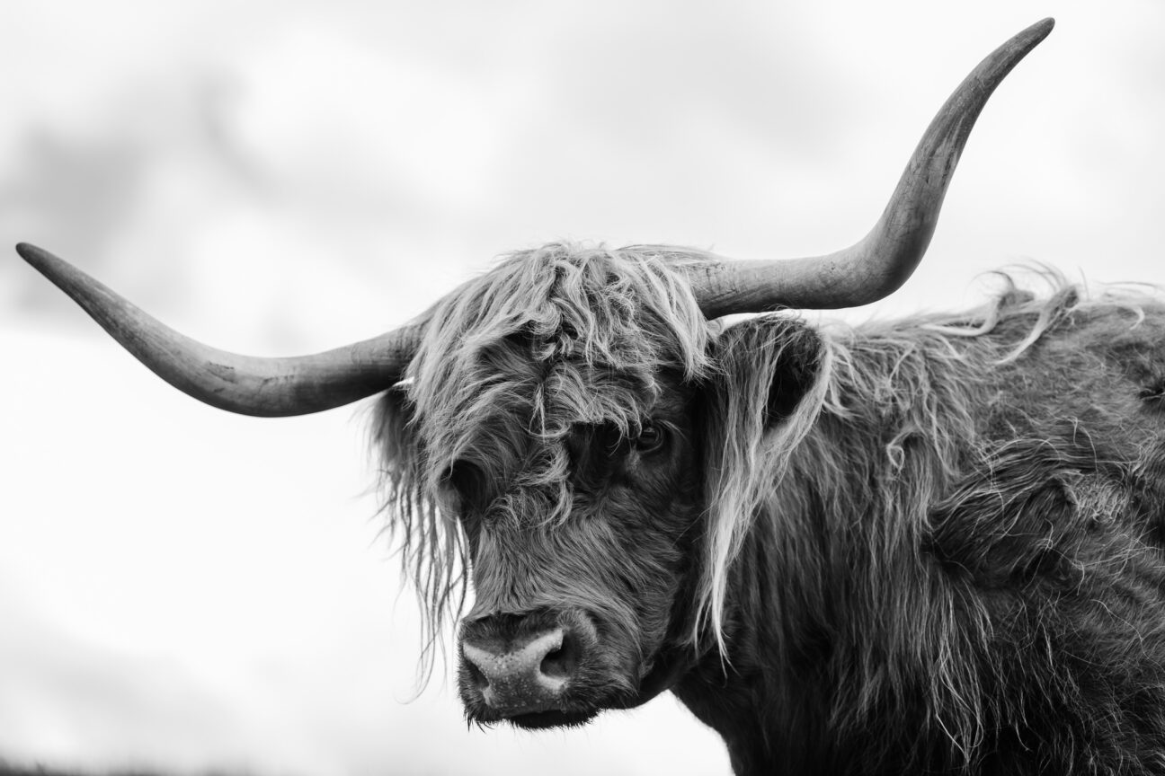 Highland cattle Tauranga wedding