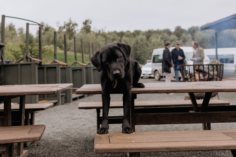 Bracu Black Lab