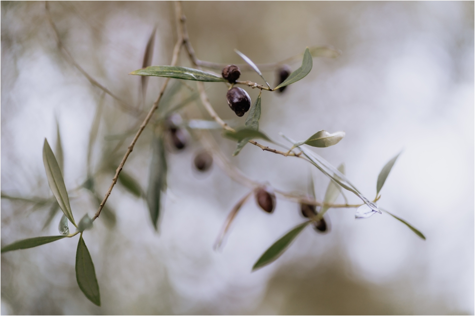 Olives at Bracu estate wedding