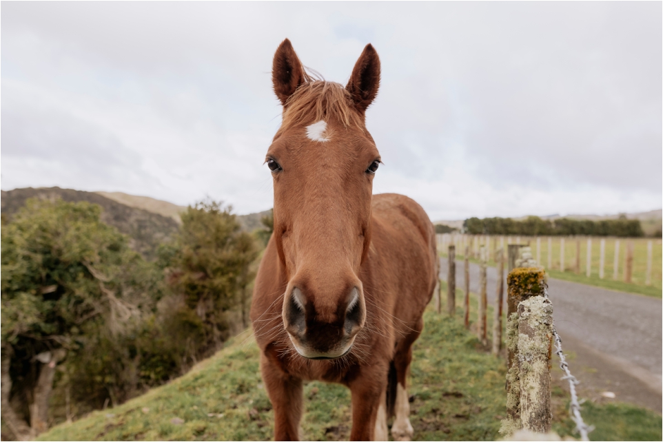 Horse at Makoura Lodge