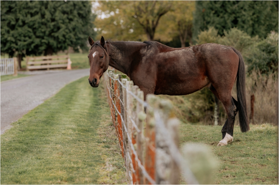 Horse at Makoura Lodge