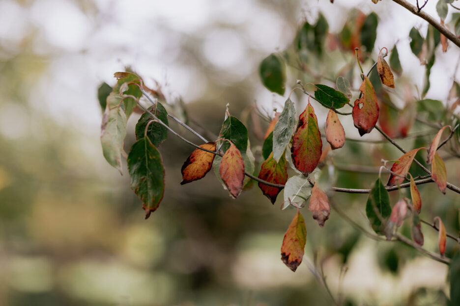 autumn leaves waikato driveway