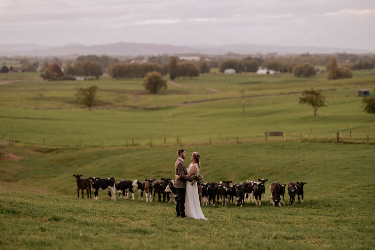 Wedding photography at farm wedding of couple standing in front of calves