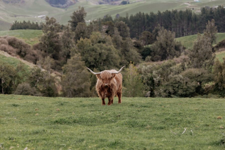 Highlight cow up on hills above Tauranga