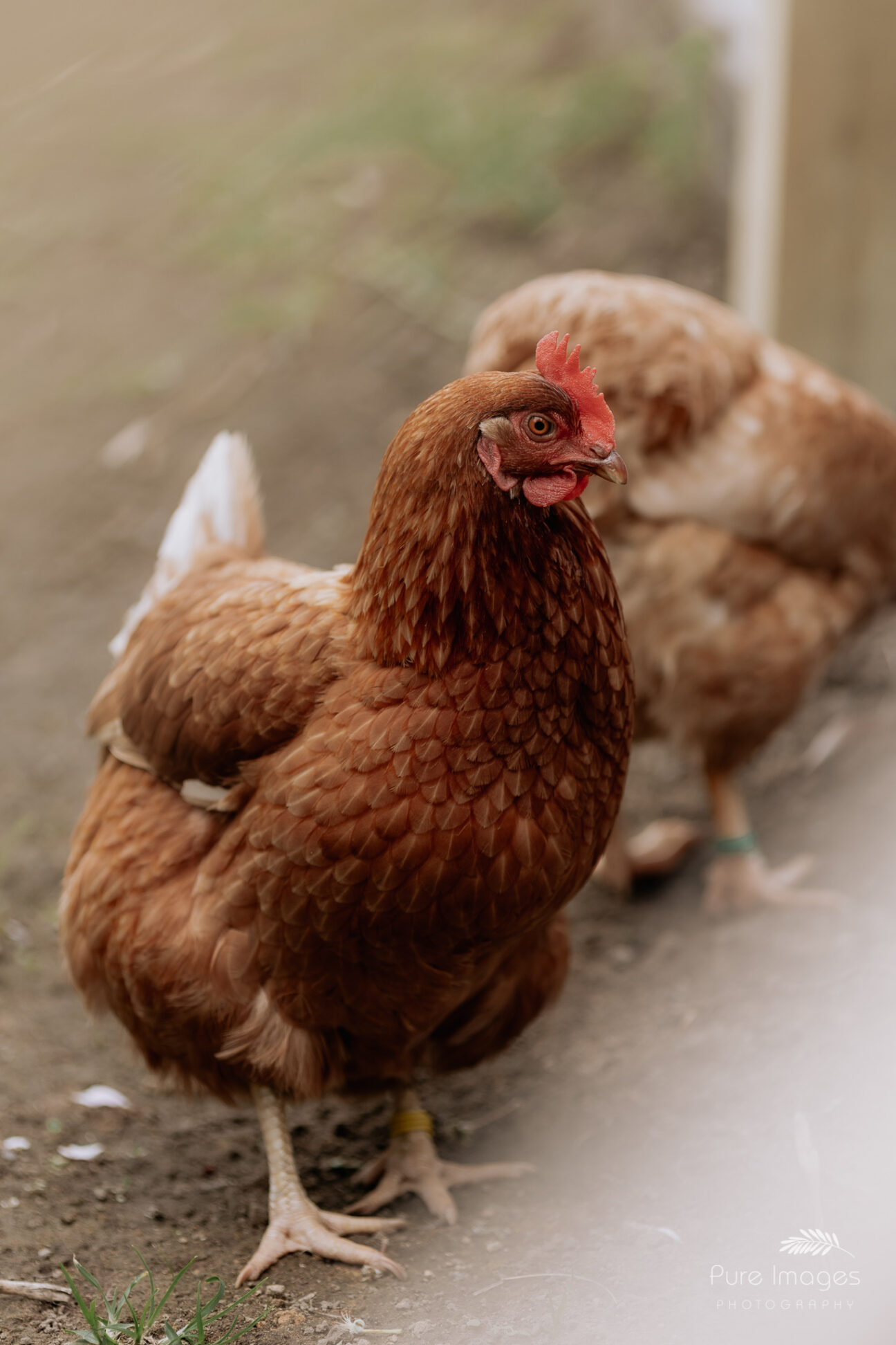 chicken