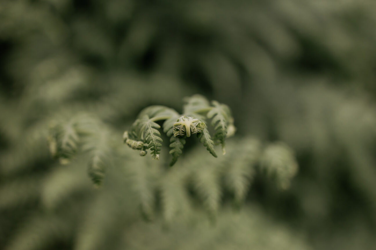 Baby silver fern