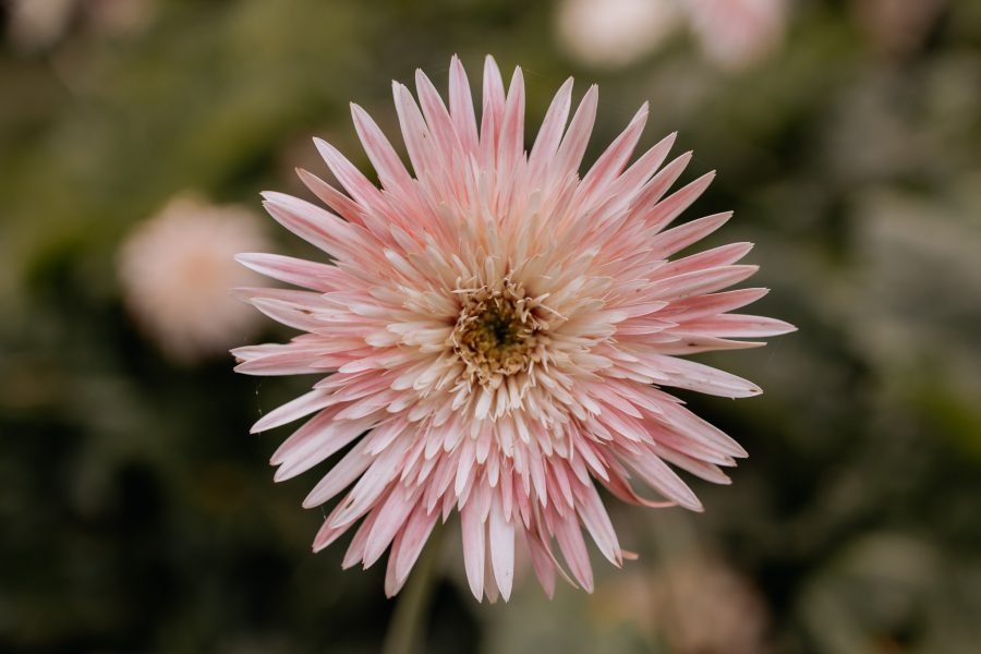 close up of pink flower at Waikato wedding