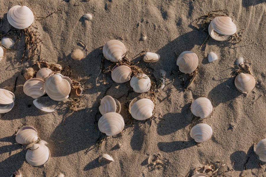 seashells on the beach at Matakana Island Bay of Plenty