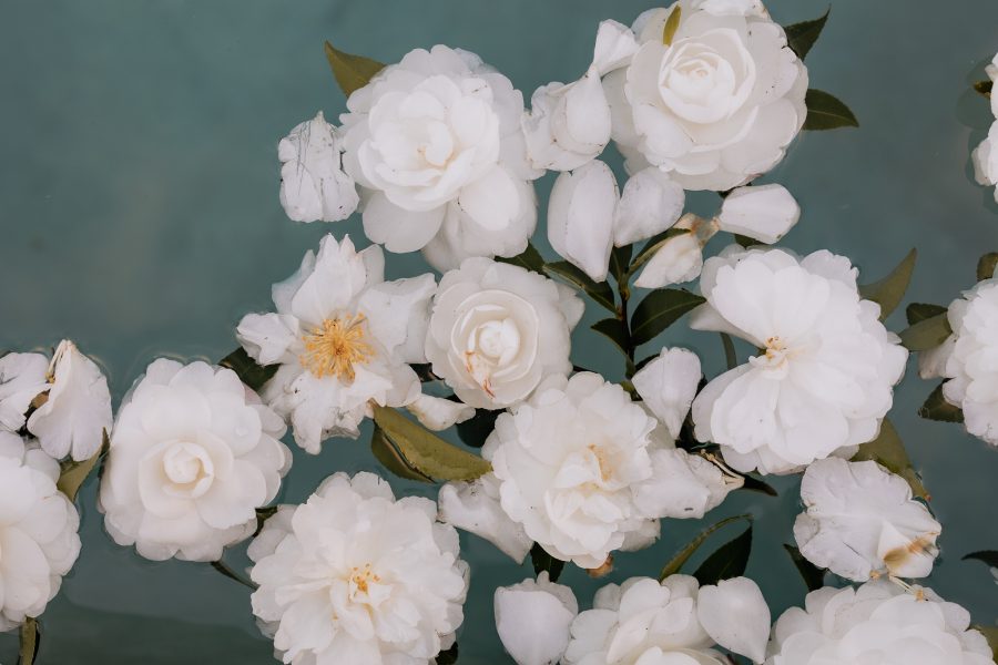 white flowers floating in pool during wedding