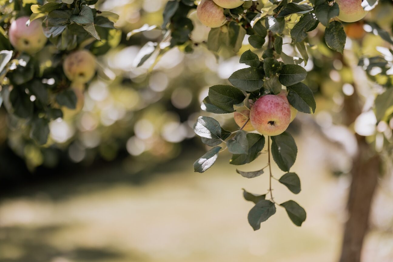 Apple tree