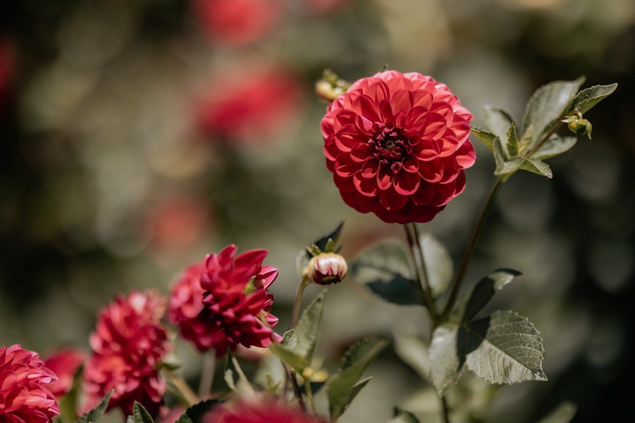 Chrysanthemums growing in garden