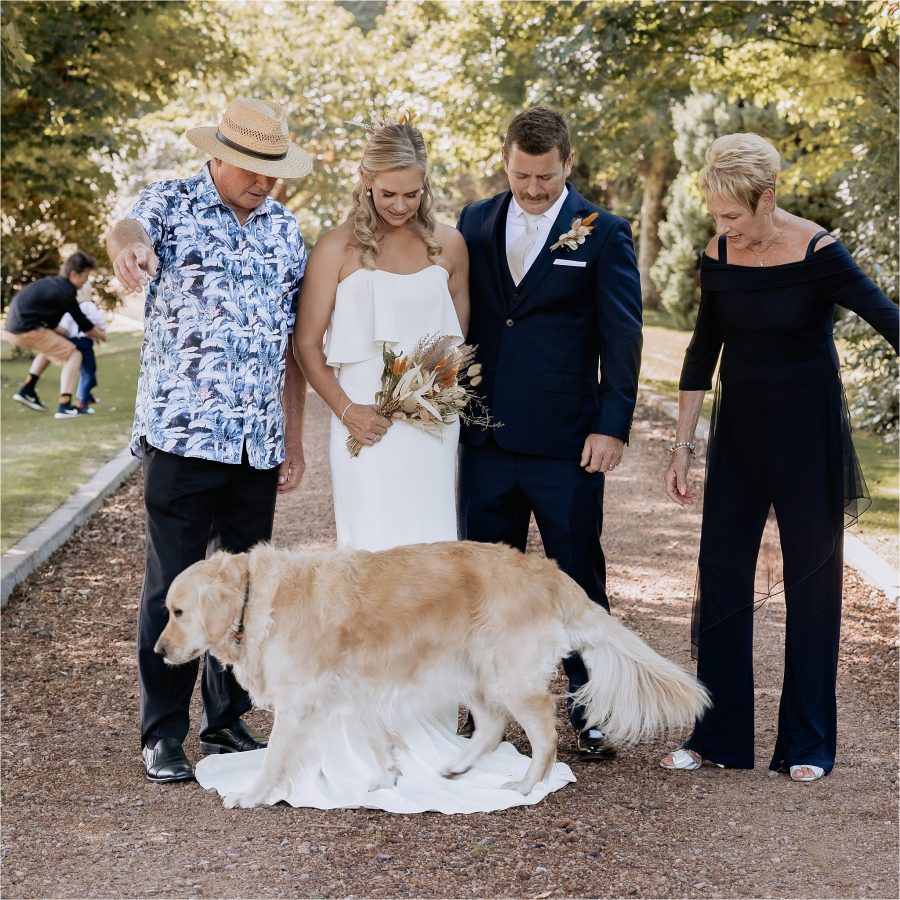 Dog walking over brides dress