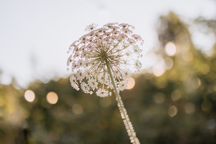 sun kissed flowers in Old forest school wedding venue garden