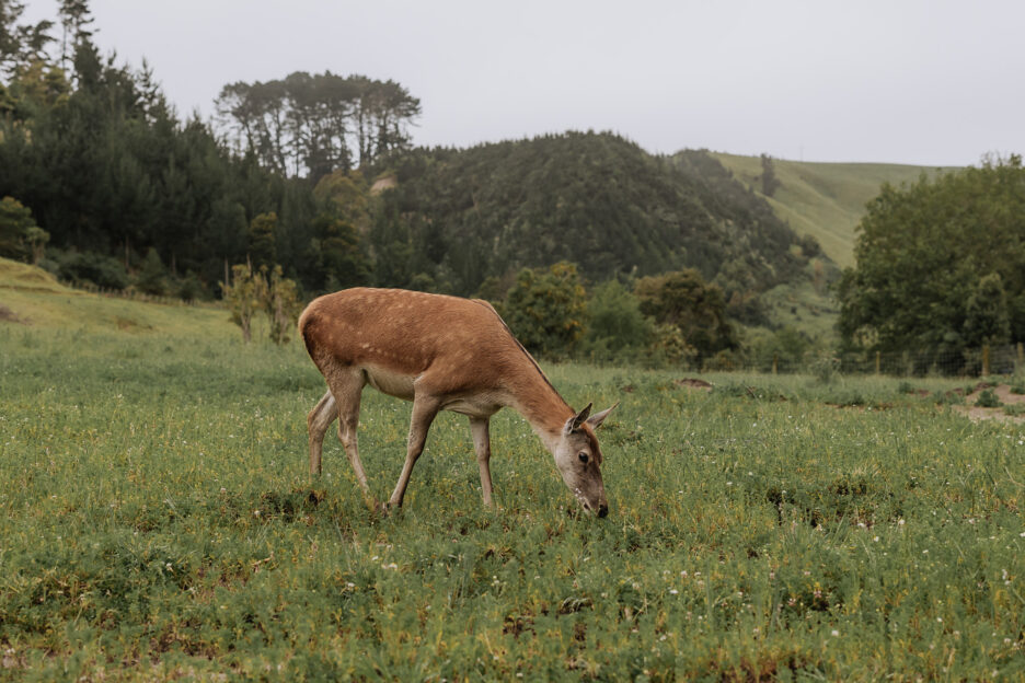 Deer on farm at the Run Whakatane