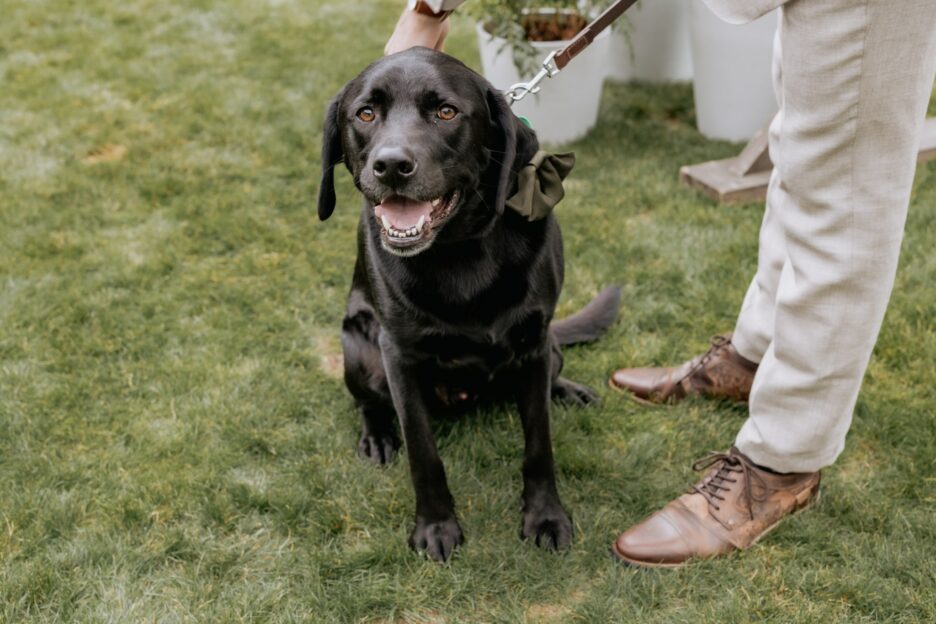 Black lab dog at wedding ceremony