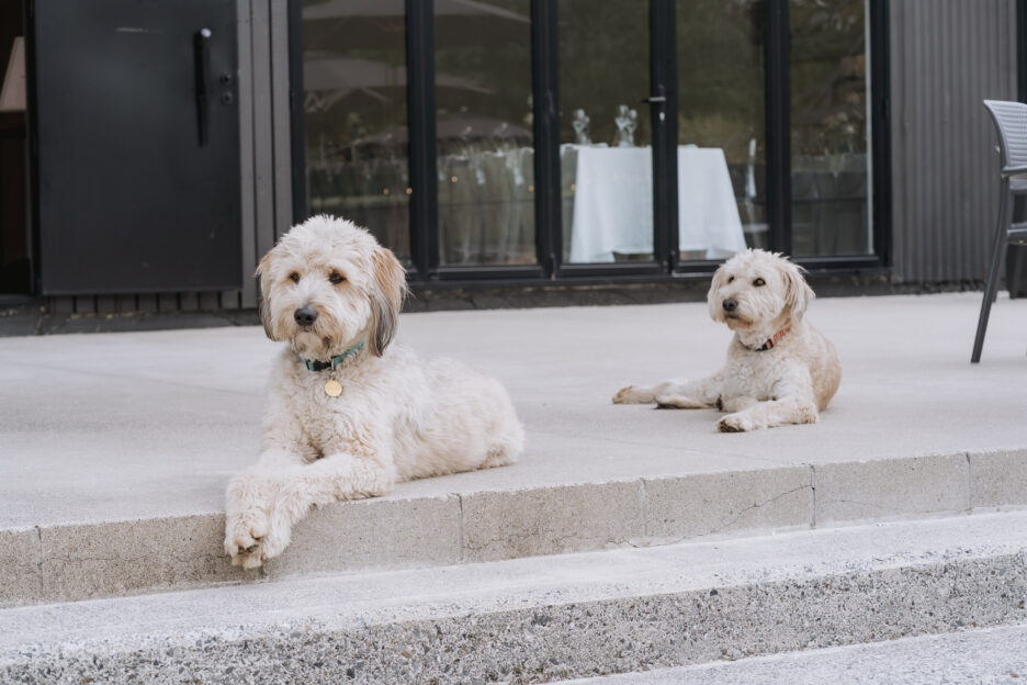 dogs outside Taurangas wedding black walnut venue