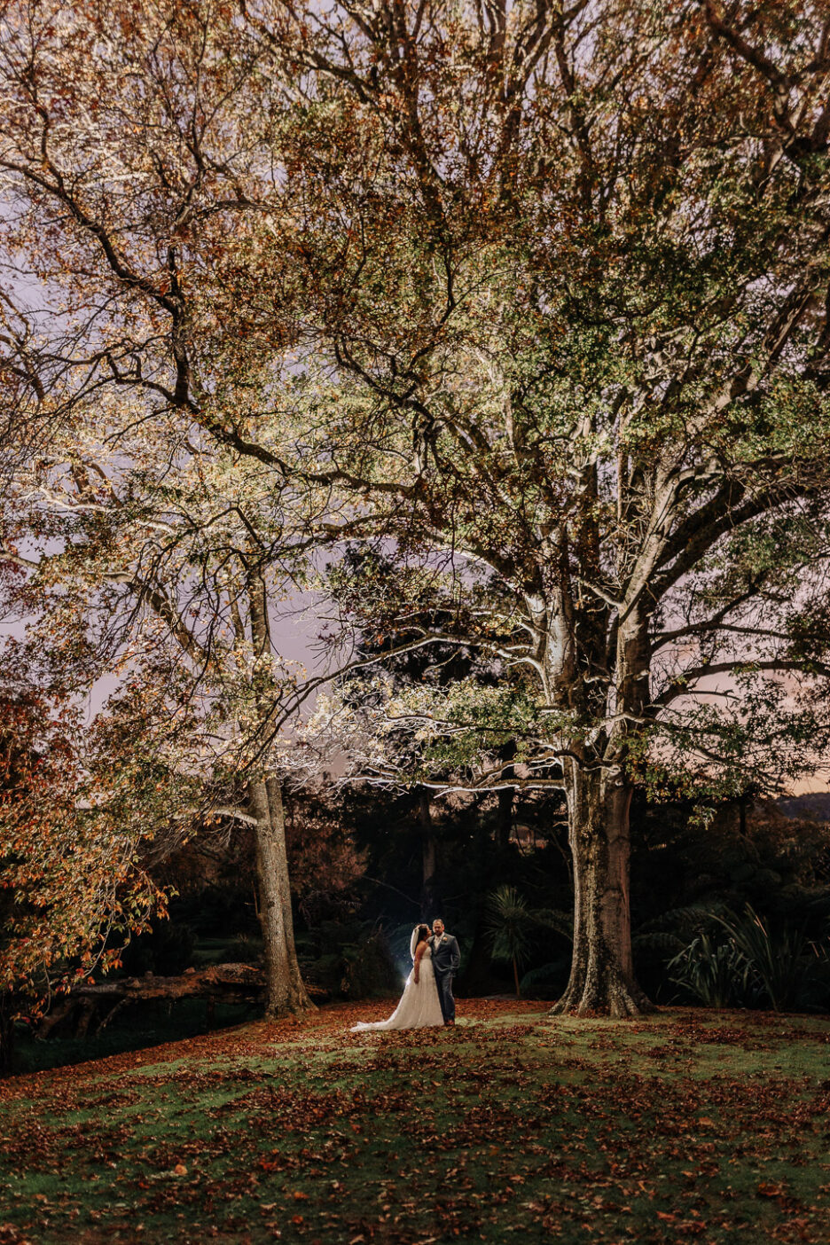 Photo taken under autumn trees at Waterlily gardens at night time.