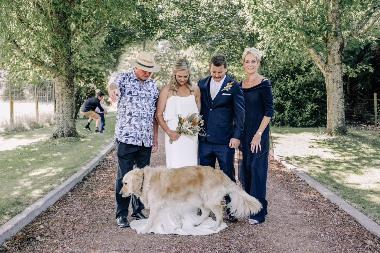 Dog walks over wedding dress